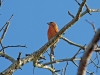 Crossbill