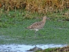 Curlew