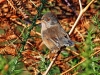 Dartford Warbler