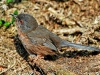 Dartford Warbler