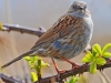 Dunnock