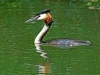 Great Crested Grebe