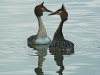 Great Crested Grebes