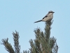 Great Grey Shrike