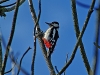 Great Spotted Woodpecker