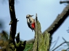 Great Spotted Woodpecker