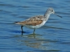 Greenshank