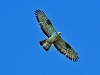 Honey Buzzard