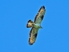 Honey Buzzard