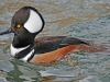 Hooded Merganser