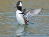 Hooded Merganser