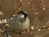 House Sparrow