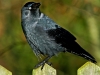 Jackdaw