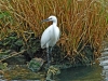 Little Egret