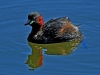 Little Grebe