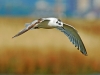 Little Gull