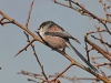 Long Tailed Tit