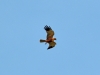 Marsh Harrier