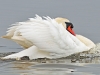 Mute Swan