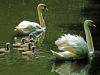 Mute Swans & Cygnets