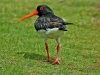 Oystercatcher