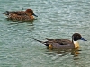 Pintail