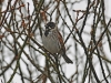Reed Bunting