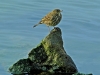 Rock Pipit