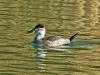 Ruddy Duck