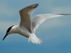 Sandwich Tern