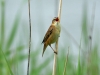 Sedge Warbler