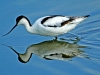 Avocet