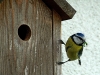 Blue Tit