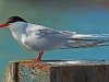 Common Tern