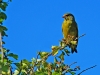 Greenfinch