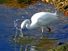 Little Egret