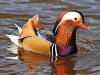 Mandarin Duck