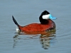 Ruddy Duck