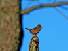 Dartford Warbler.