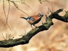 Jay