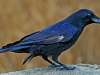 Common Crow