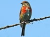 Linnet