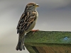 House Sparrow