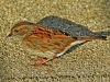Dunnock