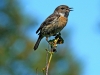 Stonechat
