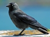 Jackdaw