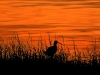 Curlew.