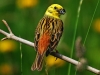 Yellowhammer
