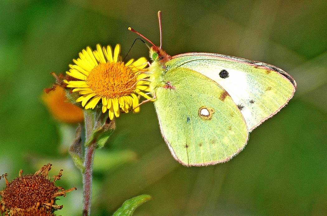 Clouded Yellow(Helice)
