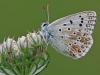 Chalkhill Blue